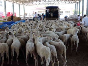Yozgat’ta İhtiyaç Sahipleri İçin 500 Koyun Kesildi