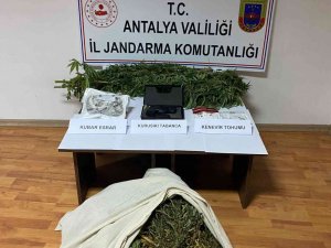 Antalya’da Evinin Bahçesindeki Serada Kenevir Yetiştiren Şahıs Yakalandı