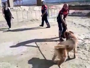 Erzincan’da Boş Havuza Düşen Köpek, İtfaiye Ekiplerince Kurtarıldı