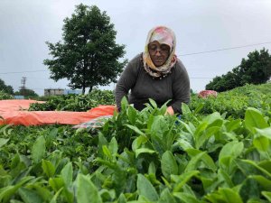 Üreticiler 2. Sürgün Çay Alımları İçin Bahçede
