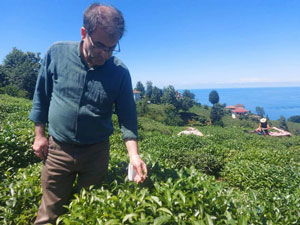 Deniz'den Yaş Çay Alım Fiyatı ve Destekleme Bedeline Ek Zam Talebi