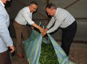 Rize'de Vali Çeber, Belediye Başkanı Metin ve Genel Müdür Alim, Yaş Çay Alımı Yaptı