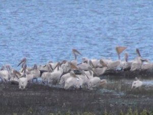 Kars Baraj Gölü’nde Pelikan Ailesi Görüntülendi