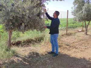 Şırnak’ta Çiftçiler Kuraklığı Baraj Sularıyla Aşmak İstiyor