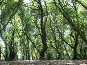 Ortaca Belediyesi Sığla Ağaçlarını Koruma Altına Alıyor