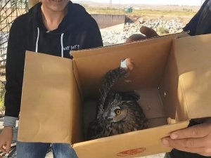 Sulama Kanalında Yaralı Halde Bulunan Puhu Kuşu Tedavi Altına Alındı