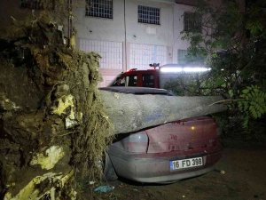 Bursa’da Ağaç Park Halindeki 3 Otomobilin Üzerine Devrildi