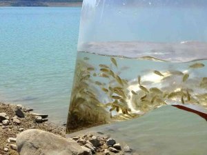 Kırklartepe Barajına Yavru Balık Bırakıldı