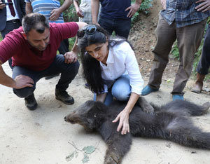 Rize'de domuzlara karşı kurulan tuzağa takılan yavru ayı kurtarıldı