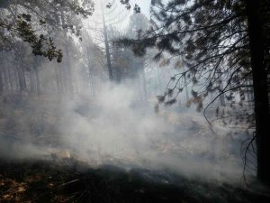 Malatya’da Ormanlık Alanda Yangın
