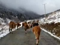 Yaylalara Kar Yağmasıyla Birlikte Sürülerin Dönüş Yolculuğu Başladı