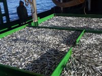 Rize'de Hamsinin Fiyatı 20 Tl’ye Kadar İndi