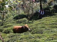 Rize'de Kaçan Kurbanlık 2 Kişiyi Hastanelik Etti