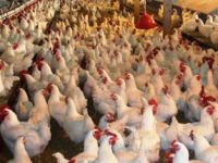 Rize ve Artvin Kümes Hayvanı Sıralamasında Son Sırada