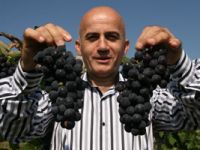 Karadeniz'in Kokulu Üzümleri Tescillendi