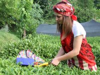 Yaş Çay Sezonu Açıldı. Çaykur, 1. Sürgün Yaş Çay Kotasını Açıkladı