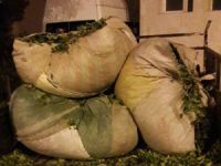 Rize'de Yaş Çay Hırsızları Çaldıkları Çaylarla Yakalandı