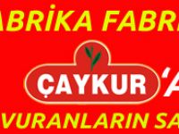Çaykur’un Rize’deki Hangi Fabrikasına Kaç Kişi Başvurdu?