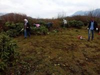 Trabzon’da Maviyemiş Bakım Çalışmalarına Başlandı