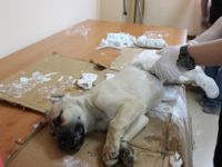 Rize'de Yaralı Köpeğe Pazar Belediyesi Sahip Çıktı