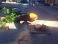 Chp’li Belediye Yolu Genişletmek İçin Ağaçları Kesti