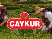 Yaş Çayda 2017 Yılına Ait Budama Bedelleri Ödeniyor