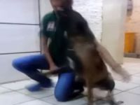 Köpek Eğitmenin Burnunu Isırıp Kırdı