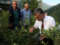 Rize'de Mavi Yemiş Hasadına Başlandı