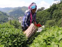 Rize’de 2017 Yılı İkinci Sürgün Yaş Çay Hasadı Başladı