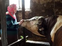 Hayırsever İşadamı Yaşlı Teyzenin Kurbanlıklarını Alıp Kur’an Kursuna Bağışladı