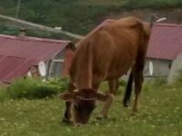 Kurban Bayramı Öncesi Ahırdan İneği Çaldılar