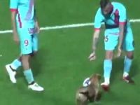 Sahaya Giren Köpek Ortalığı Birbirine Kattı