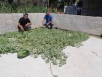 Beton Çatlaklarından Karpuz Çıktı