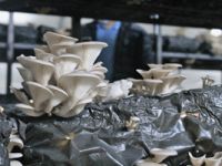 Rize'de Genç Girişimci, 30 Bin Lira Hibe Desteğiyle İstiridye Mantarı Üretiyor