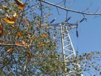 Çoruh EDAŞ’tan Elektrik Hatlarında Ağaç Budama Çalışması