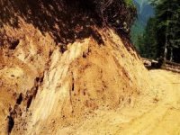 Doğu Karadeniz’de Orman İçi Yollarda Yaban Hayvanları Unutulmuyor