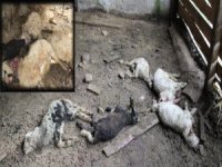 Rize’de Ahıra Giren Kurt 57 Koyunu Telef Etti