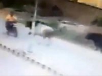 Boğa Motosiklete Saldırdı