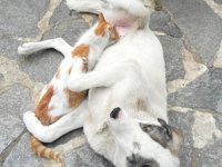 Rize'de Kedi ile Köpeğin Dostluğu Şaşırtıyor