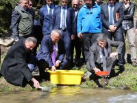 Rize'de 750 Bin Alabalık Derelerle Buluşacak