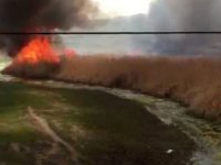 Van’da Hayvan Neslini Tehlikeye Sokan Yangın