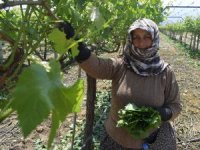 Asma Yaprağı Kadınların Geçim Kapısı Oldu