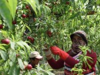 Şeftalide Hasat Başladı, Çiftçi Fiyatlardan Yakındı
