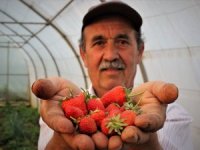 Bursa’da Çilek Hasadına Başlandı