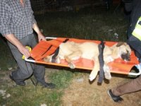 Enkaz Altında Kalan Köpek 16 Saat Sonra Çıkarıldı