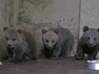 Annesiz Ayılara "Bebek" Gibi Bakıyorlar