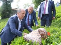 İnce, Rize’de Çay Bahçesine Girip Çay Topladı