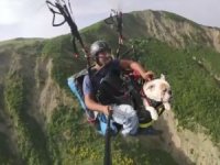 Tekirdağ Semalarında Bir Köpek