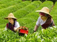 ÇAYKUR, 193 Bin 500 Ton Çay Aldı