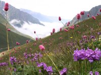 Doğu Karadeniz Bitkilerin Gen Merkezi